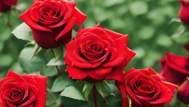 roses 7 optimized